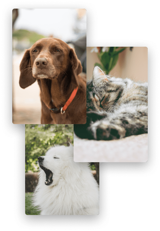 Animals