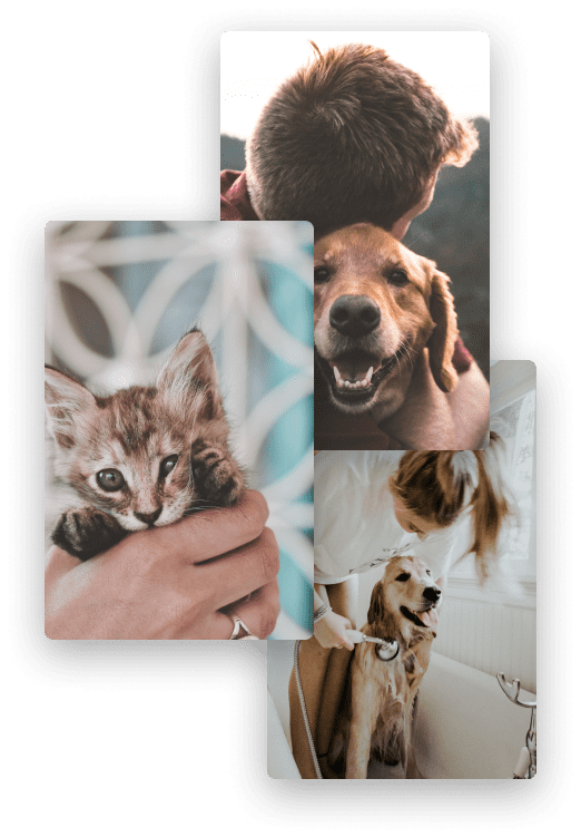 Animals